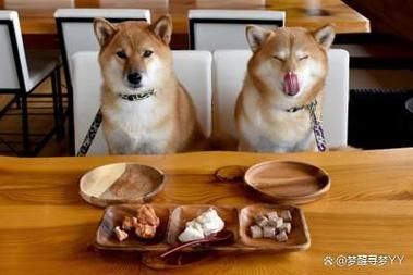 小狗狗能吃豆腐,狗狗可以吃豆腐吗