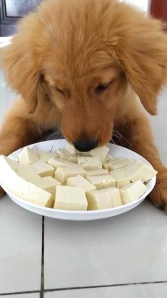小狗狗能吃豆腐,狗狗可以吃豆腐吗