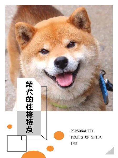 小狗的特点,小狗的特点和性格