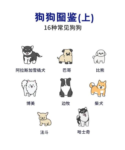 小狗的特点,小狗的特点和性格