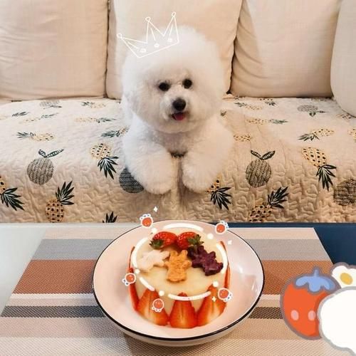 小狗能吃奶油吗,小狗能吃奶油蛋糕么