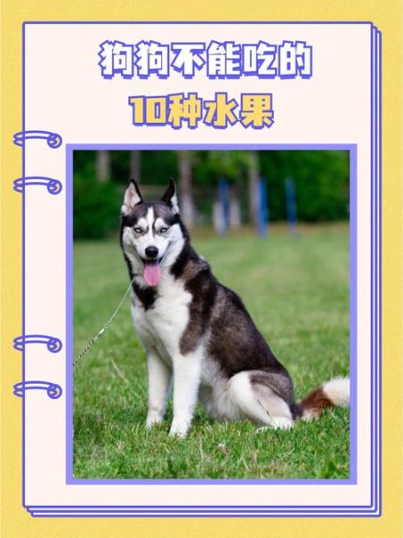 小狗能吃橘子吗为什么不能吃,狗狗能吃的十大水果