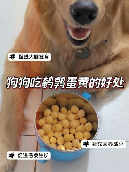 小狗能吃生鸡蛋吗1-3个月,狗能吃鸡蛋黄吗