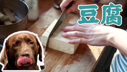 小狗能吃豆腐吗会死吗,狗狗能吃豆腐花吗