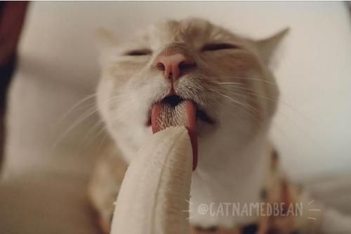 小猫可以吃香蕉吗有毒吗,小猫可以吃香蕉吗三个月