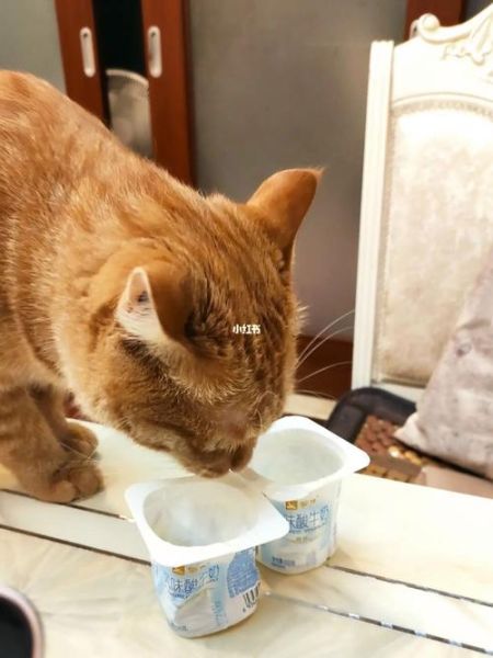 小猫可以喝酸奶吗卡士,小猫可以喝酸奶吗人喝的
