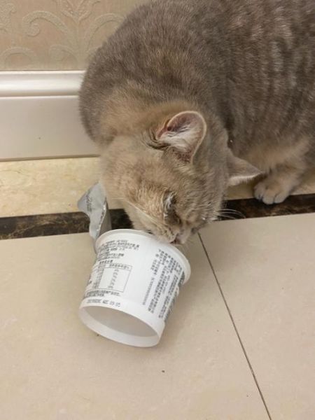 小猫可以喝酸奶吗卡士,小猫可以喝酸奶吗人喝的