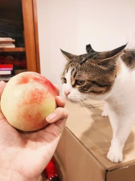 小猫咪可以吃桃子嘛,小猫可以吃桃子吗生的