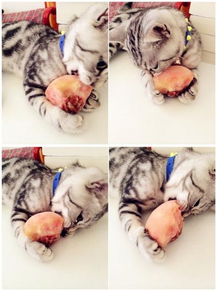 小猫咪可以吃桃子嘛,小猫可以吃桃子吗生的