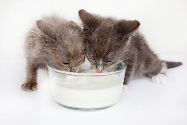 小猫喝豆浆吗好吗,小猫可以喝豆浆吗一个月大