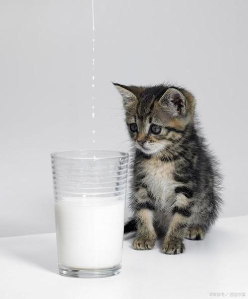 小猫喝豆浆吗好吗,小猫可以喝豆浆吗一个月大