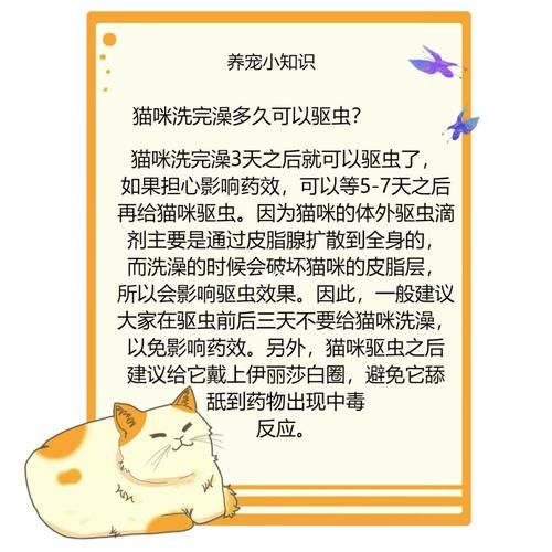 小猫多大可以洗澡打针驱虫,小猫多大可以洗澡注意事项