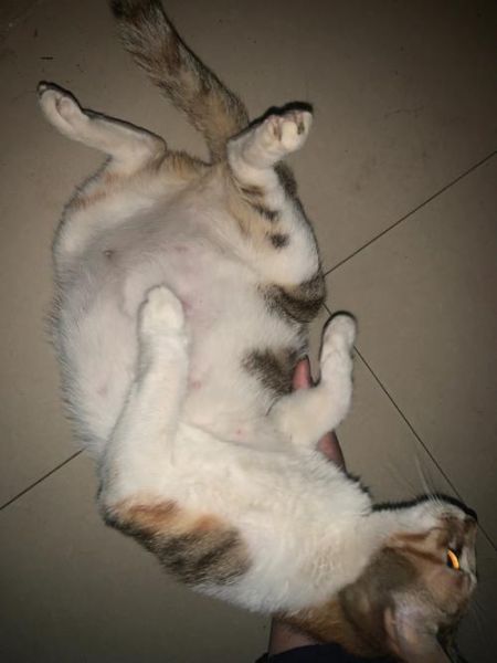 小猫多大母猫就不管了,小猫多少天会走路会跑