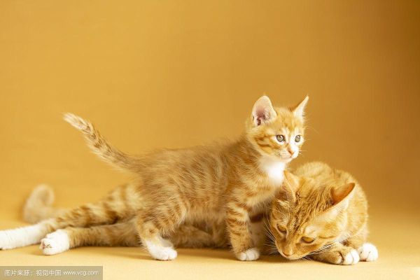 小猫多大母猫就不管了,小猫多少天会走路会跑
