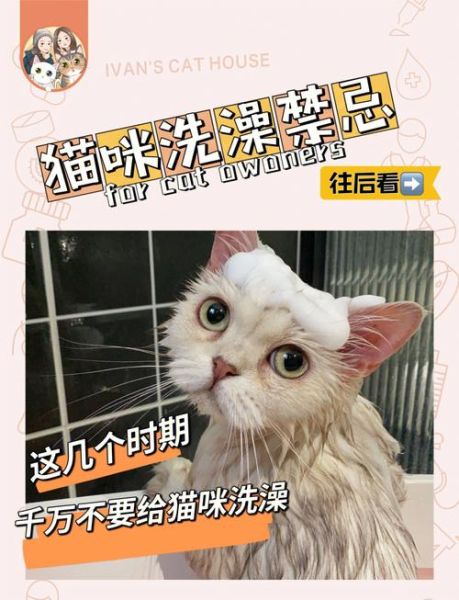 小猫能不能洗澡,幼猫什么时候能洗澡