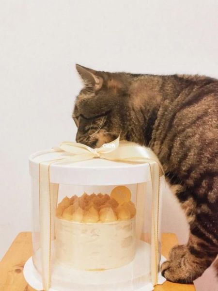 小猫能吃蛋糕吗为什么,小猫能吃蛋糕吗会死吗