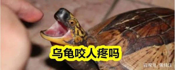 巴西龟咬人吗会咬人吗,巴西龟咬主人吗