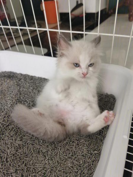 布偶猫可以吃南瓜吗,两个月小猫可以吃南瓜吗