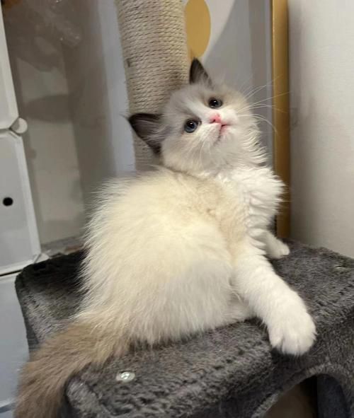 布偶猫可以吃南瓜吗,两个月小猫可以吃南瓜吗