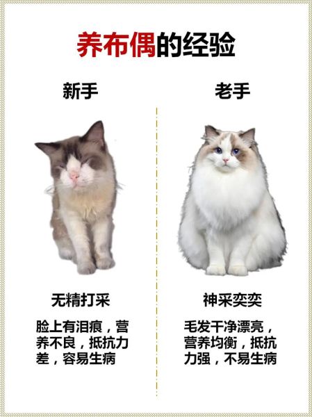 布偶猫能吃盐吗,猫能吃盐的食物吗