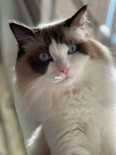 布偶猫能吃盐吗,猫能吃盐的食物吗