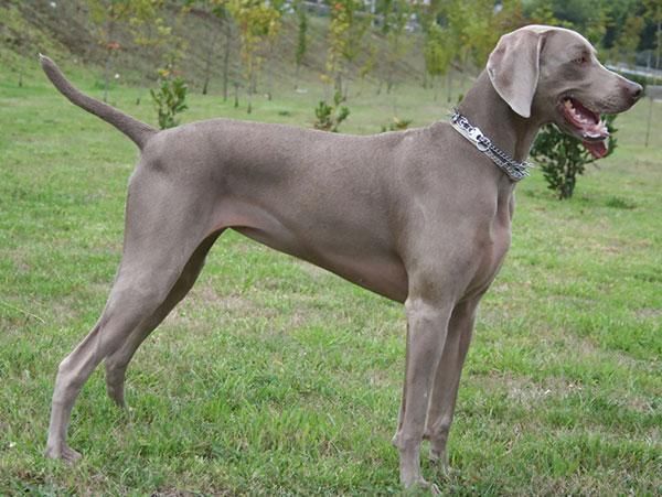 德国威玛猎犬,威玛猎犬颜色
