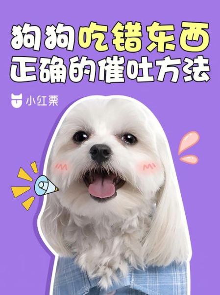 怎么给狗催吐,没有双氧水,怎么给狗催吐洗胃
