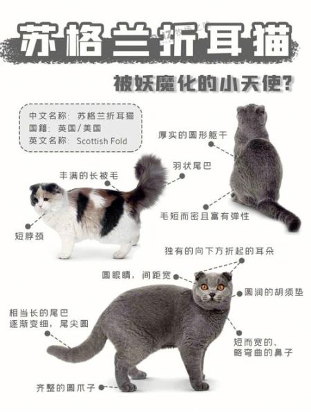 折耳猫能活多久寿命,什么是假折耳猫