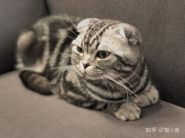 折耳猫能活多久寿命,什么是假折耳猫