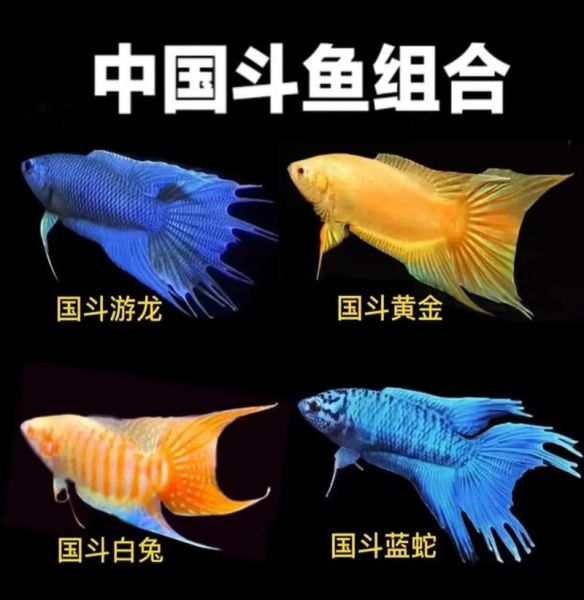 斗鱼怎么看出是否怀孕了,斗鱼多久繁殖一次合适