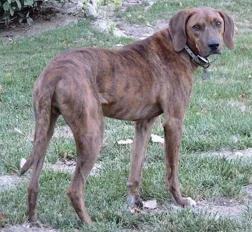 普罗特犬图片大全,普罗特猎犬多少钱一只