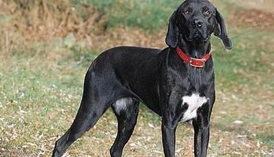普罗特犬图片大全,普罗特猎犬多少钱一只