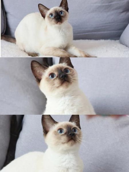 暹罗猫一窝能生几只,猫一窝能生几只公猫啊