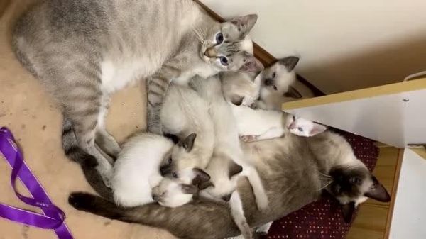 暹罗猫一窝能生几只,猫一窝能生几只公猫啊