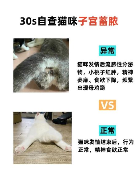 母猫子宫蓄脓症状照片图片,母猫子宫蓄脓症状用什么药治疗