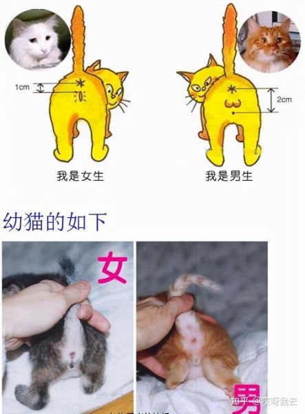 母猫有经期么,母猫咪会有月经吗