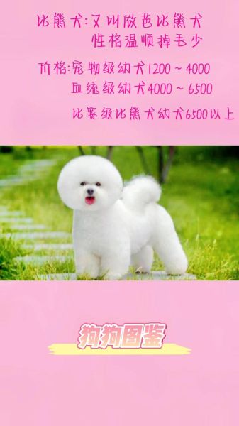 比熊掉毛吗,什么狗不掉毛又好养