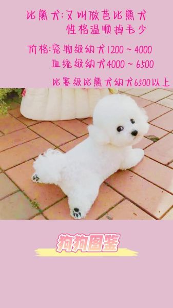 比熊掉毛吗,什么狗不掉毛又好养
