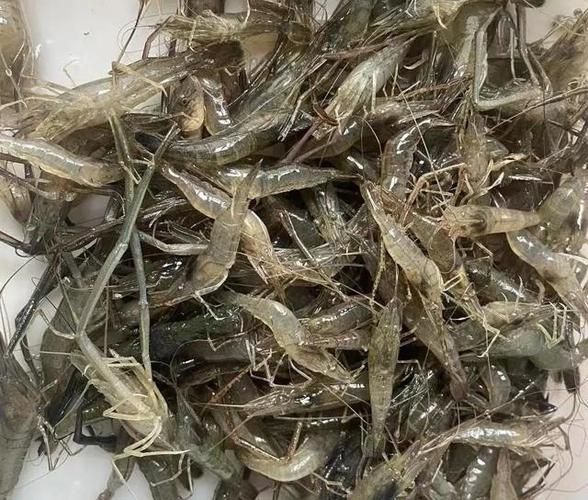 河虾吃什么食物才能养活,河虾吃什么食物怎么养