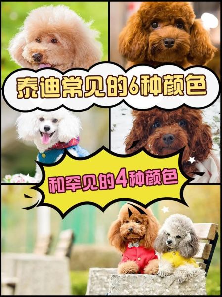 泰迪一到12个月变化图,红泰迪和灰泰迪配出什么颜色