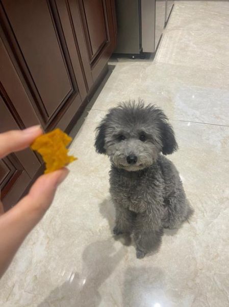 泰迪狗可以吃南瓜吗,狗可以吃南瓜吗,熟的能吃吗