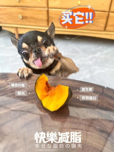 泰迪狗可以吃南瓜吗,狗可以吃南瓜吗,熟的能吃吗