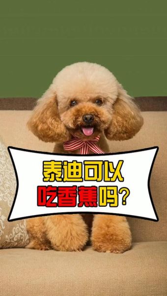 泰迪能吃香蕉吗 吃多少,两个月的泰迪能吃香蕉吗