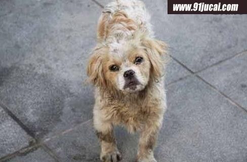 流浪狗能活多久,携带狂犬病毒的狗能活多久