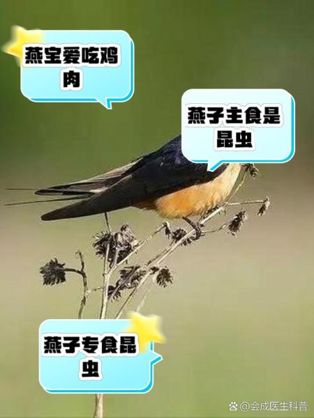 燕子吃啥能活,燕子吃什么呀