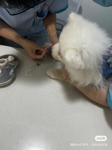 犬瘟可以治好吗抽搐,犬瘟可以治好吗成年犬