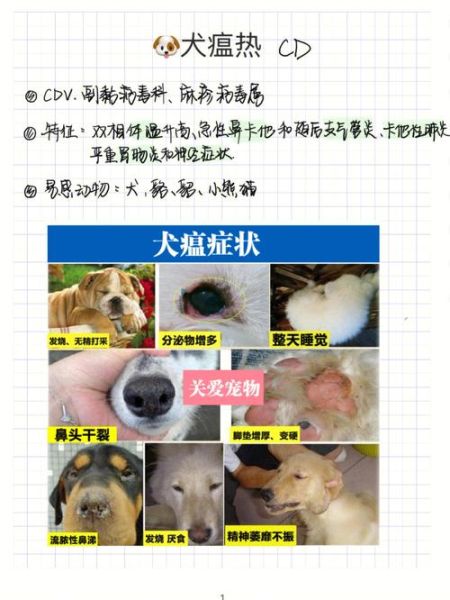 犬瘟能治好吗治好几率多少,幼犬得犬瘟能治好吗