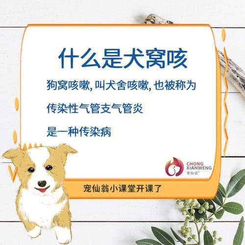 犬窝咳症状会传染给主人吗,狗狗的犬窝咳症状