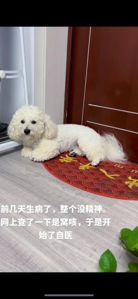 犬窝咳症状会传染给主人吗,狗狗的犬窝咳症状