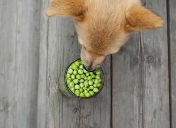 狗 可以吃绿豆吗,狗子可以吃绿豆吗
